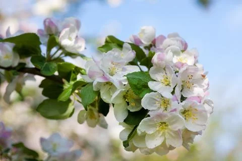 Apple blossoms Stock Photos