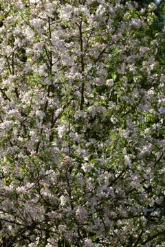 Apple blossoms Stock Photos