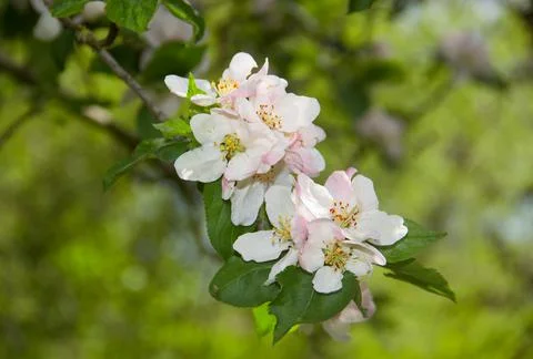 Apple blossoms Stock Photos