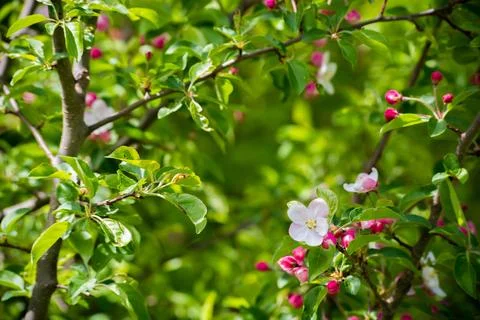 Apple Blossoms 库存照片