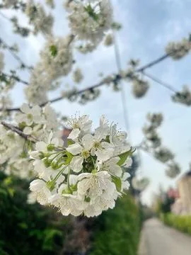 Apple blossoms Stock Photos