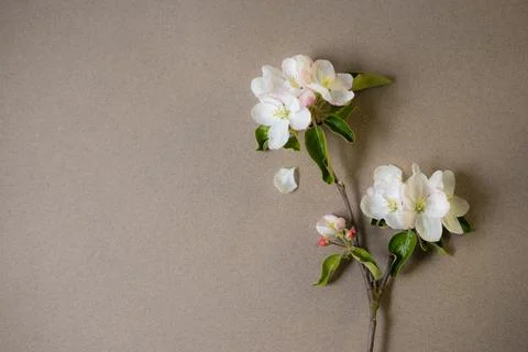 Apple blossoms Stock Photos