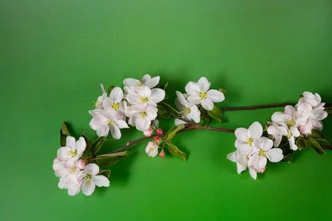 Apple blossoms Stock Photos