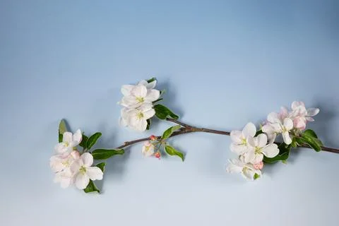 Apple blossoms Stock Photos