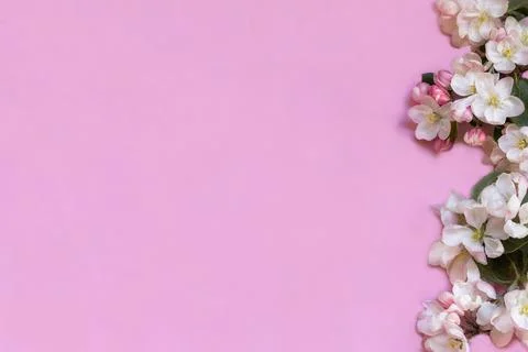 Apple blossoms on pink background. Empty place for greetings, invitation Stock Photos