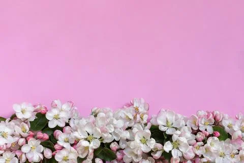 Apple blossoms on pink background. Empty place for greetings, invitation Stock Photos