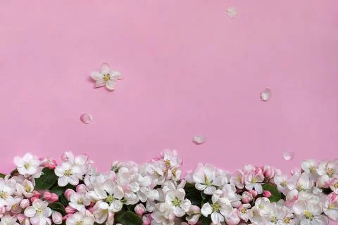 Apple blossoms on pink background. Empty place for greetings, invitation Stock Photos