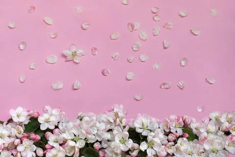 Apple blossoms on pink background. Empty place for greetings, invitation Stock Photos