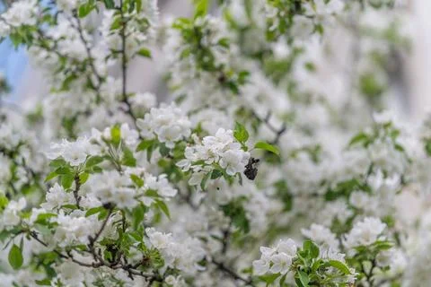 Apple blossoms reaching toward soft blue sky, airy composition with uplifting Stock Photos