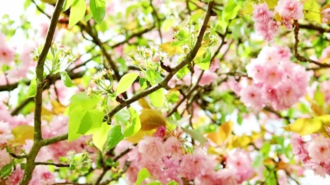 Apple blossoms in spring 4k 30fps video Stock-Footage 272509923