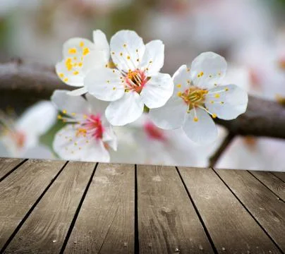 Apple blossoms in spring and empty wooden deck table Stock Photos