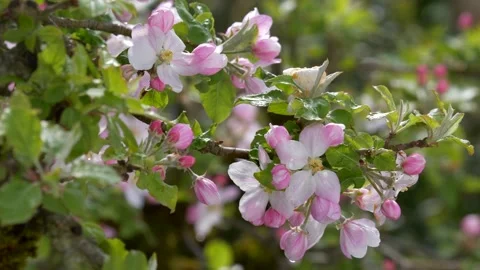 Apple blossoms in spring, Bavaria, Germany Video stock 154234882