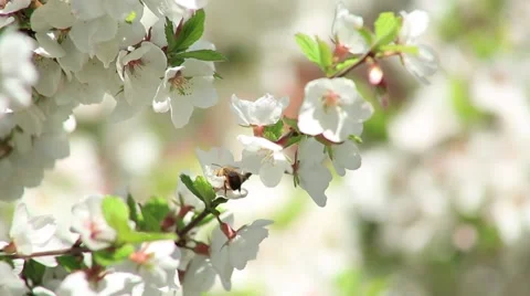 Apple blossoms, spring. A bee collects pollen Stock Footage 52932648