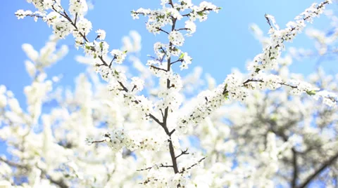 Apple blossoms in spring 库存影片 38193183