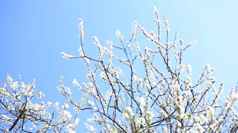 Apple blossoms in spring 스톡 동영상 38194199