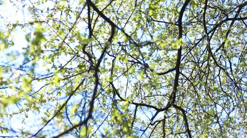 Apple blossoms in spring Stockbeeldmateriaal 38195441