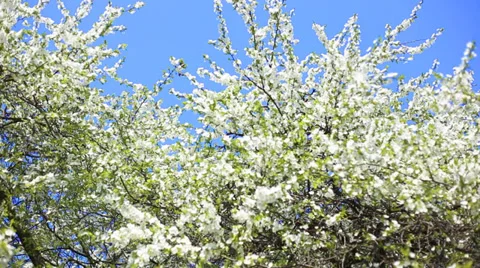 Apple blossoms in spring Видео 38200246