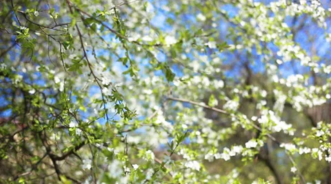 Apple blossoms in spring Stock Footage 38200542