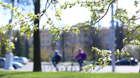 Apple blossoms in spring Stock Footage 38348594