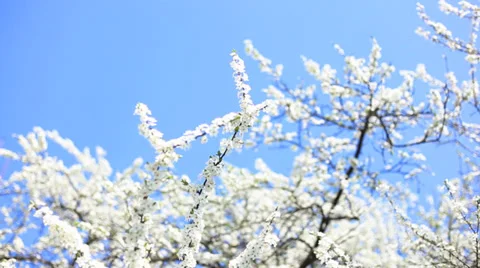 Apple blossoms in spring Stockbeeldmateriaal 38503575