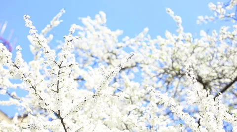 Apple blossoms in spring Vídeo Stock 39464932