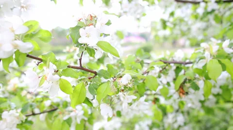 Apple blossoms in spring Video stock 39725660