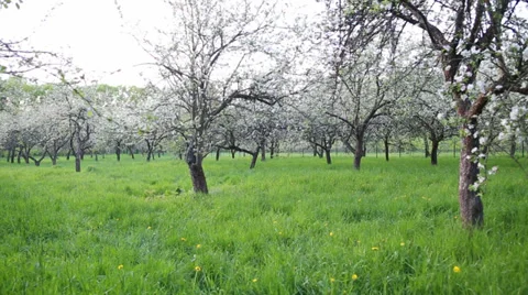 Apple blossoms in spring Stock Footage 39745456