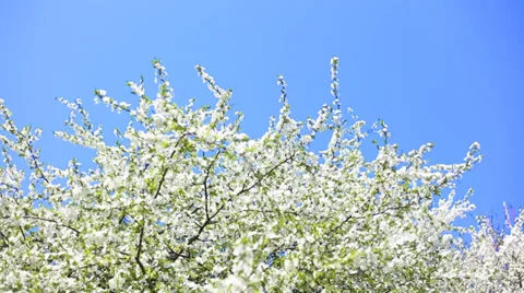 Apple blossoms in spring Stock-Footage 39847423