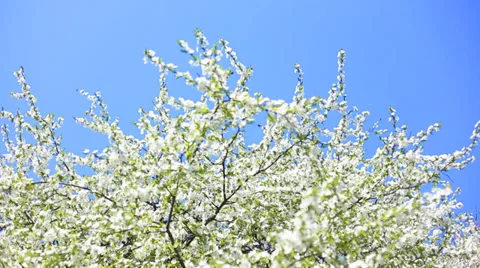 Apple blossoms in spring Stock-Footage 39871948
