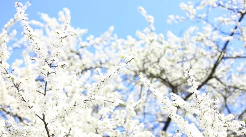 Apple blossoms in spring Vídeo Stock 40030703