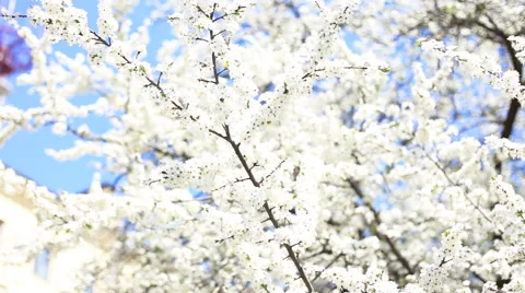 Apple blossoms in spring Stock Footage 40057372
