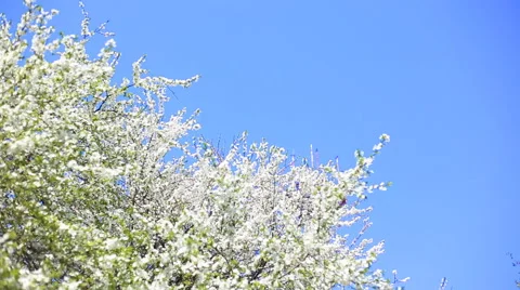 Apple blossoms in spring Stockbeeldmateriaal 40174912