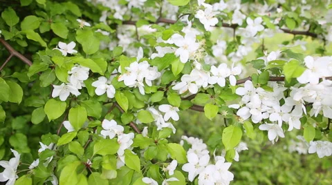 Apple blossoms in spring Stockbeeldmateriaal 40175036