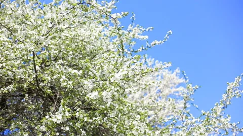 Apple blossoms in spring 動画素材 42369142