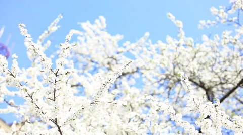 Apple blossoms in spring 動画素材 42506026