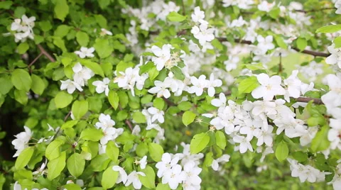 Apple blossoms in spring Stockbeeldmateriaal 43281062