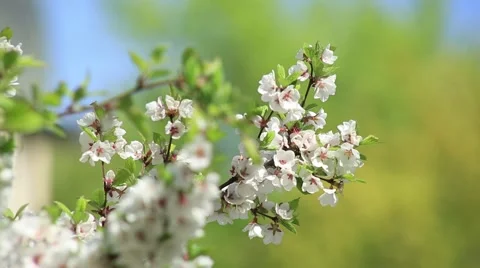 Apple blossoms, spring Stock Footage 52932531