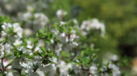 Apple blossoms, spring Stock Footage 52932797