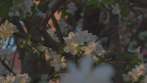 Apple blossoms in the spring. Stock Footage 89467954
