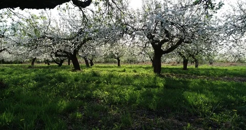 Apple blossoms at spring Stock Footage 95066857