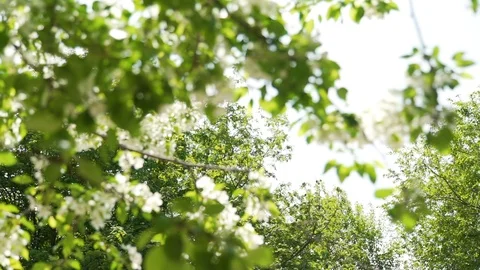 Apple Blossoms in Spring Stock Footage 111236551