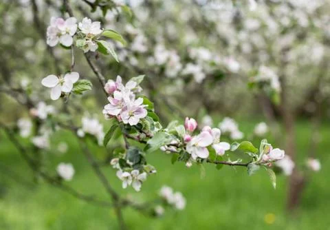 Apple blossoms in spring on green background Stock Photos