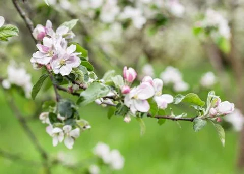 Apple blossoms in spring on green background Stock Photos