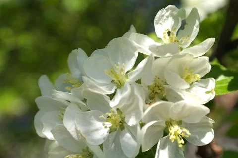 Apple blossoms in spring on green foilage Fotos de archivo