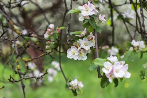 Apple blossoms in spring on green Stock Photos