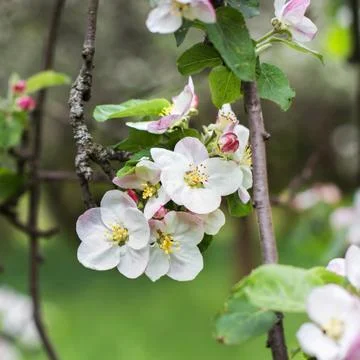 Apple blossoms in spring on green Stock Photos