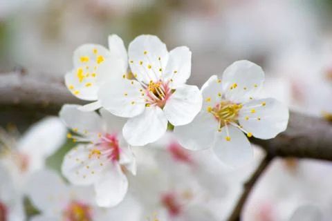 Apple blossoms in spring 스톡 사진