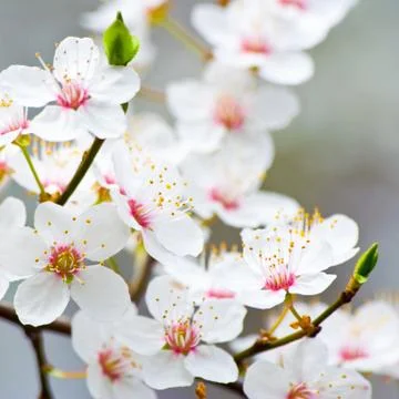 Apple blossoms in spring Stock Photos