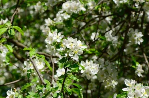 Apple blossoms in spring Stock Photos