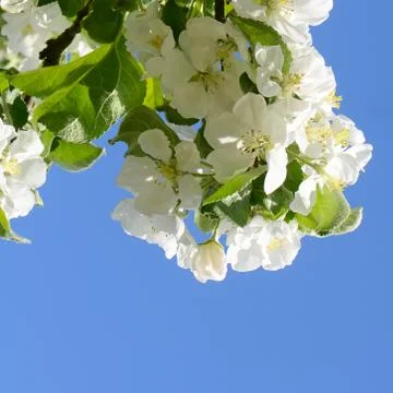 Apple blossoms in spring Stock Photos
